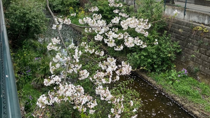 桜の満開🌸川崎市麻生川 2025/04/07