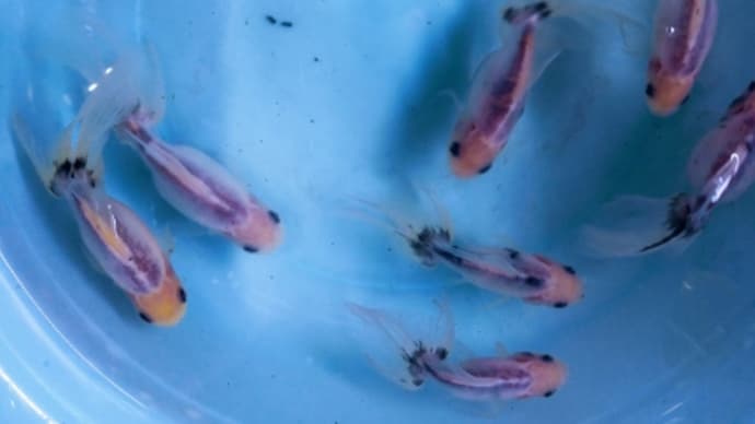 天青二歳魚の水替え。2022