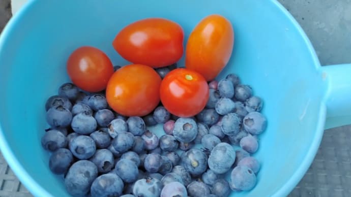 ベランダミニトマトとブルーべリー 今日の収穫