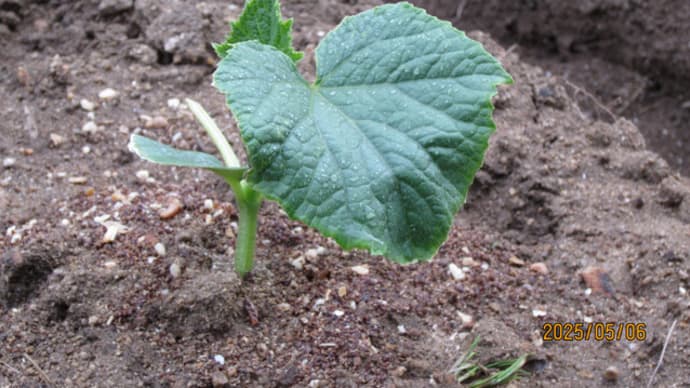 野菜の植え付けを終えた自宅敷地内の畑