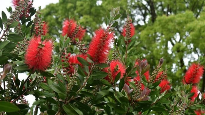 季節が進む 健康の森公園 2025/05/15(鹿児島)