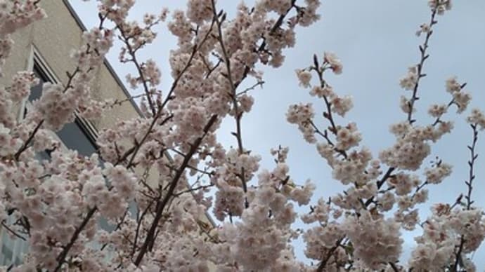 大寒桜が、満開
