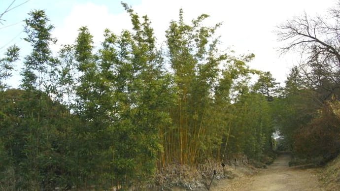 大阪公立大附属植物園 ③