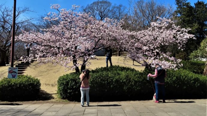 早咲き桜・玉縄桜 の花散歩