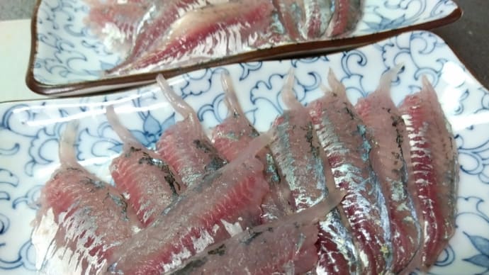 昨日の釣果のアジ