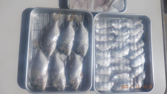 　終盤の浜名湖ヘダイ下処理