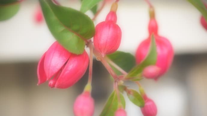 新しく来たお花&近くのお花