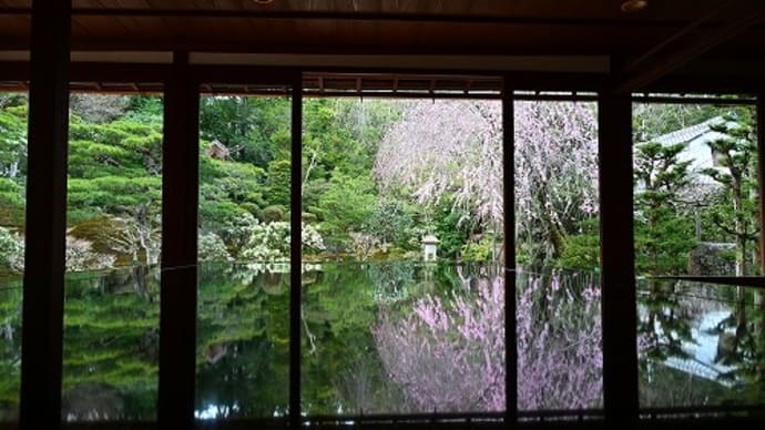 旧竹林院(大津市坂本) 桜