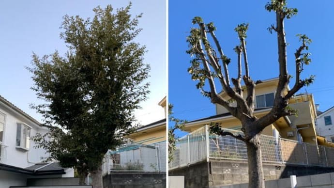 お隣が新築予定となっているのでその前にマテバシイの枝おろし作業