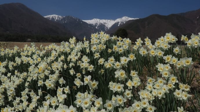 雪山と水仙