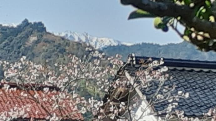 遠くに望む大山