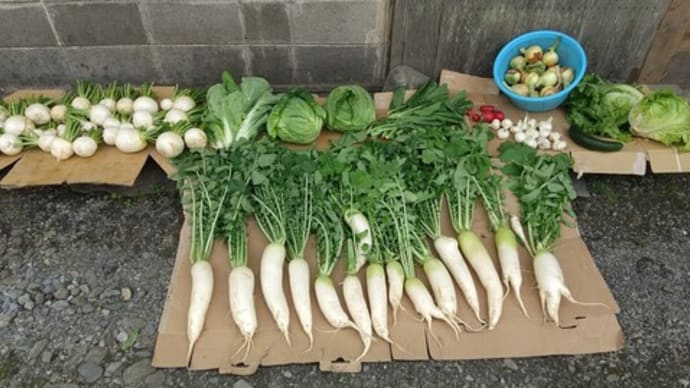 ◇野菜の収穫が本格的に始まりました♪