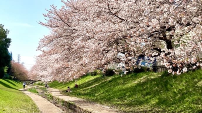 桜とチューリップの緑道