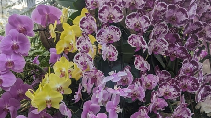 花のうた