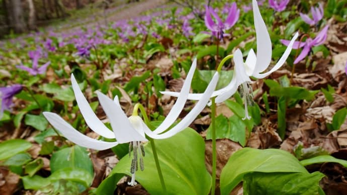 匠の森・花情報2021年4月28日