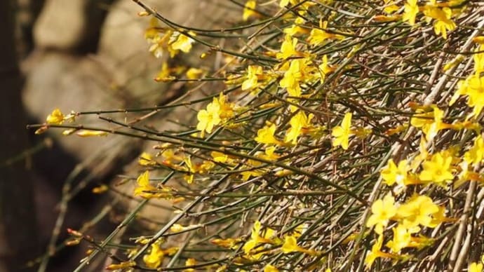 迎春花・・もう咲いたかな
