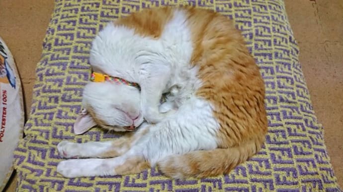 9月24日(金) 猫の麦とごまの日常日記