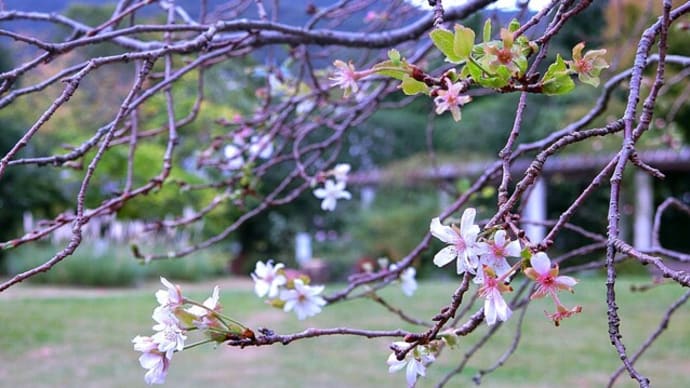「十月桜」を見に「北山緑化植物園」へ行きました
