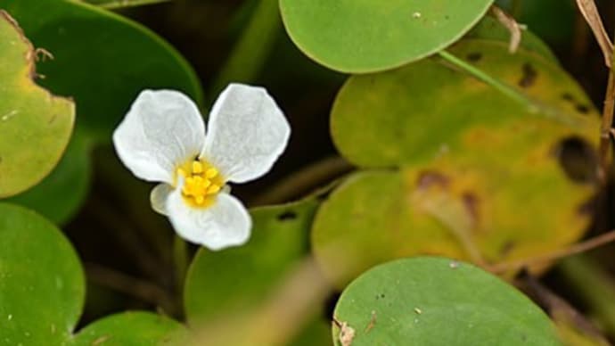 わち山野草の森2023.9(5)