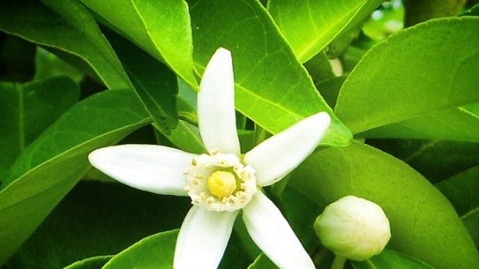 63 純白なスダチの花 お気楽忍者のブログ 弐の巻