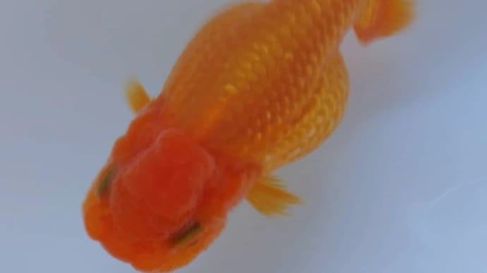 水替えした金魚たち🎵