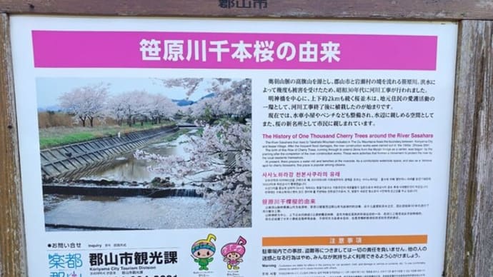 笹原川の千本桜の桜並木に。