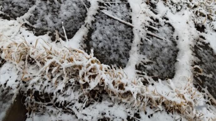 東京すごい雪だ&失態続き