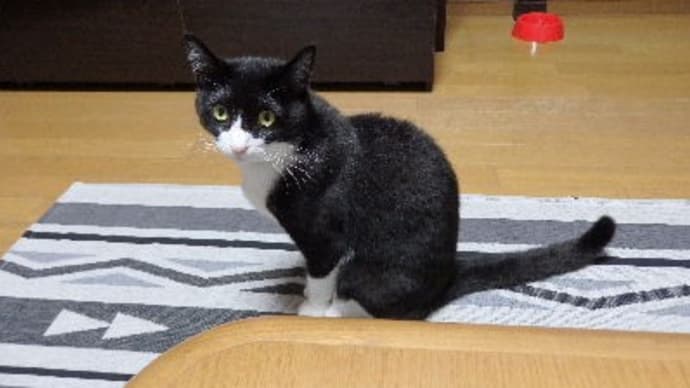 飯よこせ！。