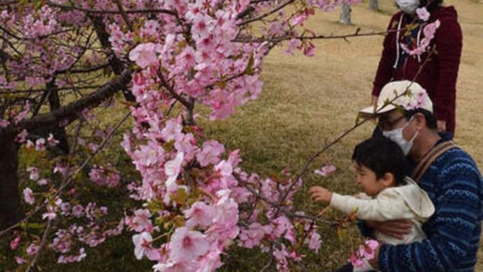 鹿児島県指宿市の早咲き桜「イズノオドリコ」満開！　2023年2月20日（月）
