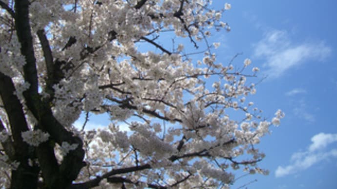 広島県福山市中心部での花見は今日が最高！