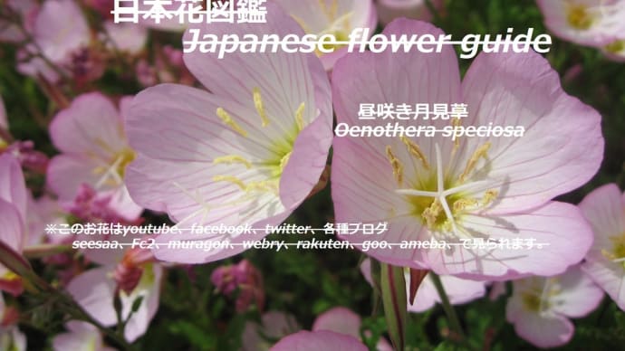地上のピンクの光?!Pink light on the ground? !!
