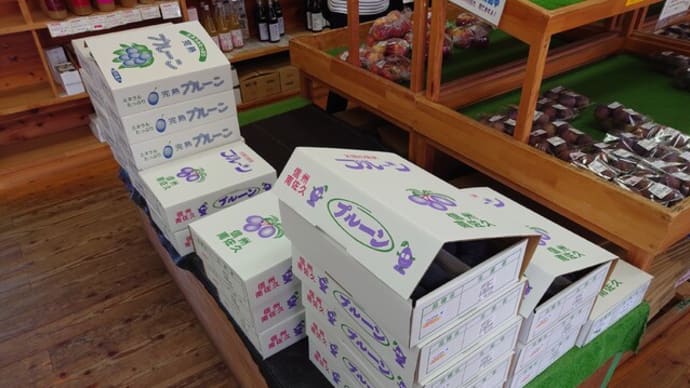 現在のプルーン状況(ノシ 'ω')ノシ