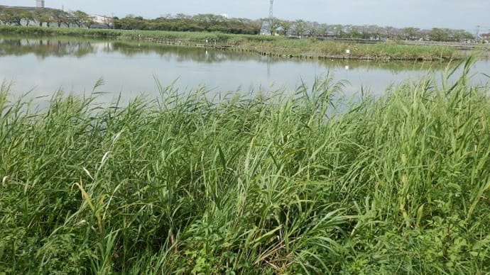 アシ茂りその周りにはシラサギが(伊佐沼)