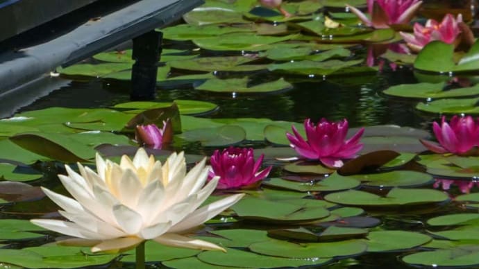 草津水生植物公園 みずの森 (6)