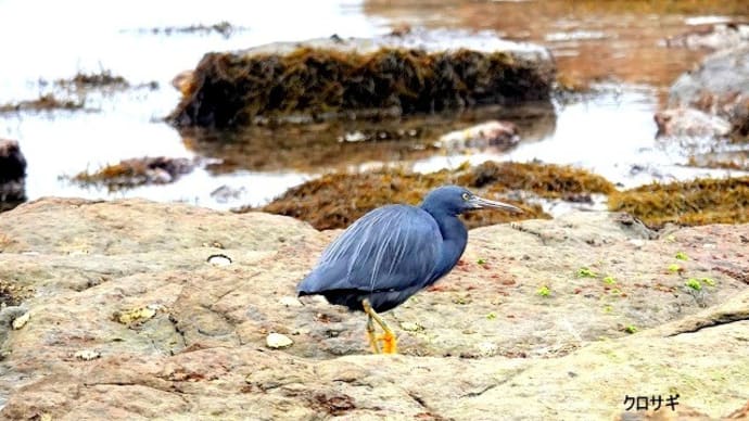 01/25探鳥記録写真-2:狩尾岬の鳥たち(クロサギ、ジョウビタキ♂&♀、イソヒヨドリ、ウミネコ、ウミウ、)