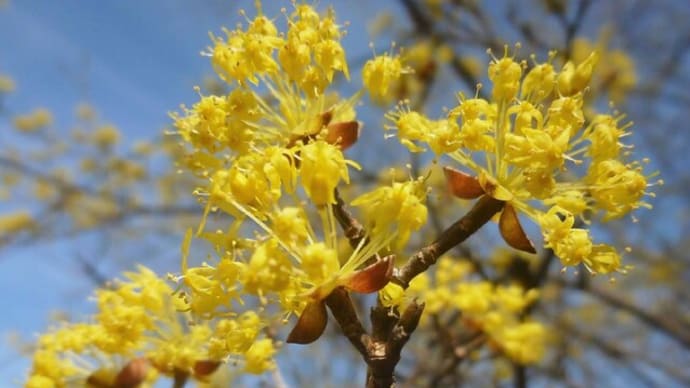 牧野植物　サンシュユ（山茱萸）／ハルコガネバナ（春黄金花）　3月　2024年