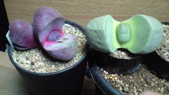「帝玉」と「紫帝玉」に変化が 追記です