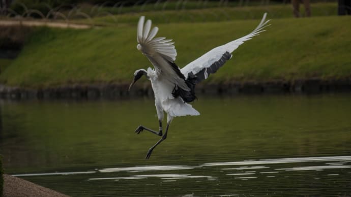 庭先の野鳥を 撮ってみました~~~(番外編で 丹頂鶴)