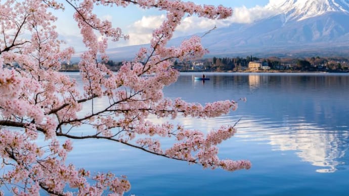桜の見頃前に知っておきたい!桜の豆知識🌸 〜桜の素敵な効果〜