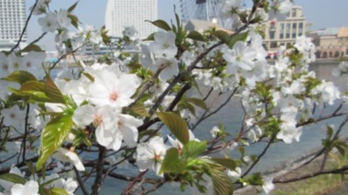 大岡川周辺の桜