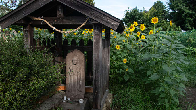 夏の間だけの“ヒマワリ地蔵”
