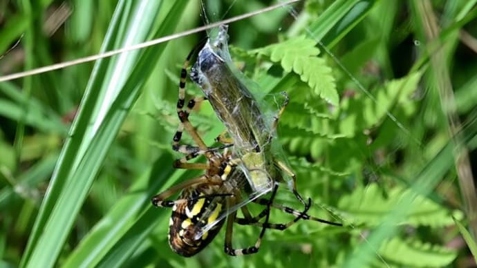 日本崩壊へのカウントダウン(医療や薬がないと命にかかわる持病持ちが覚悟しておくべきこと)