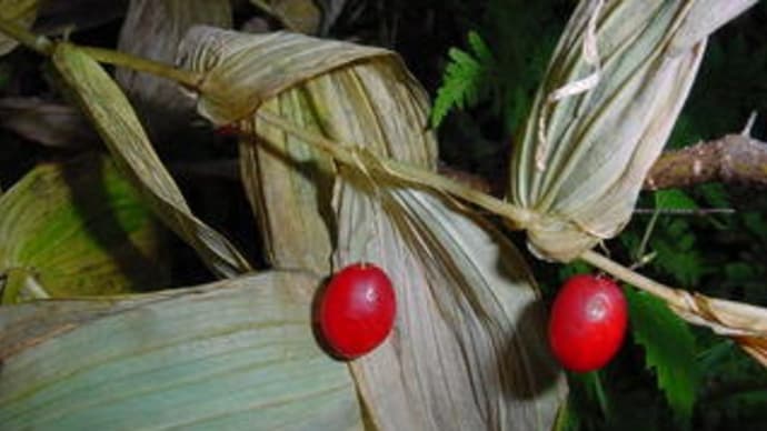 オオバタケシマラン（大葉竹縞蘭）の赤い実