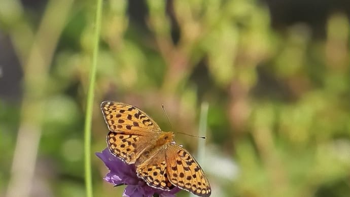 信州のお山で…、虫さん集合! 《 朝・高原ホテルのお庭で探虫 》