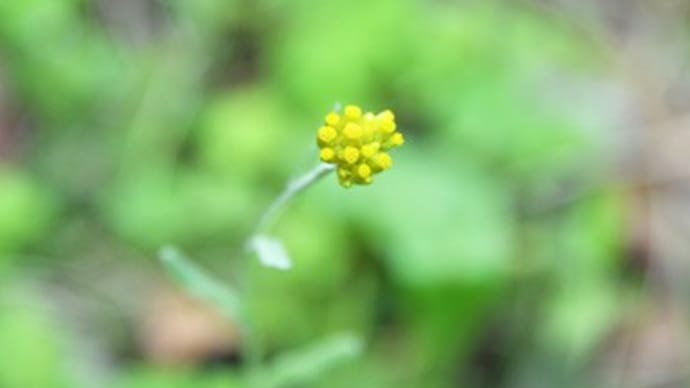 青葉山荘の小さな花たち(その九)〜母小草