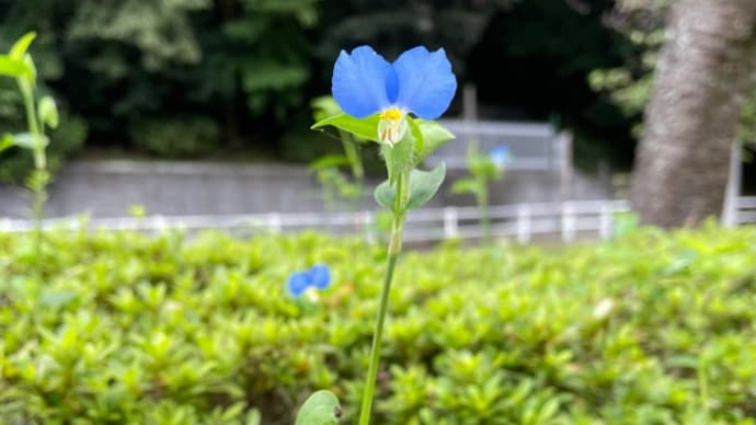 お年頃だもの。
