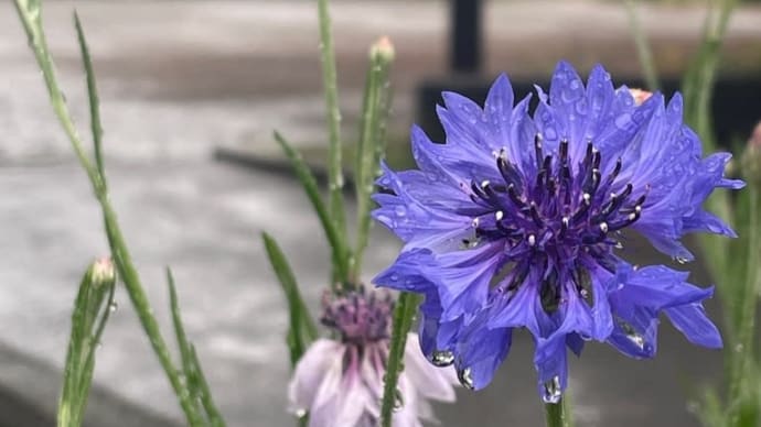 雨降り水曜日