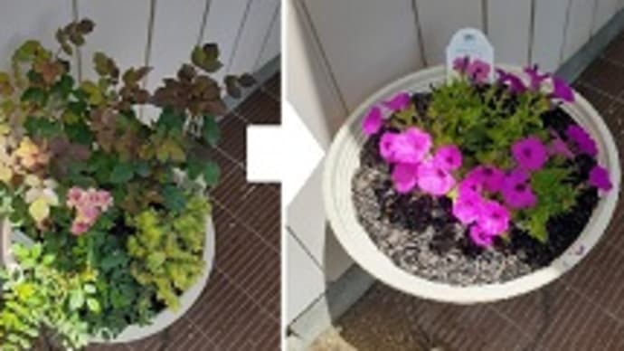 オステオスペルマムの寄せ植えでヒューケラが主役に入れ替わってしまったとです( ̄▽ ̄;)