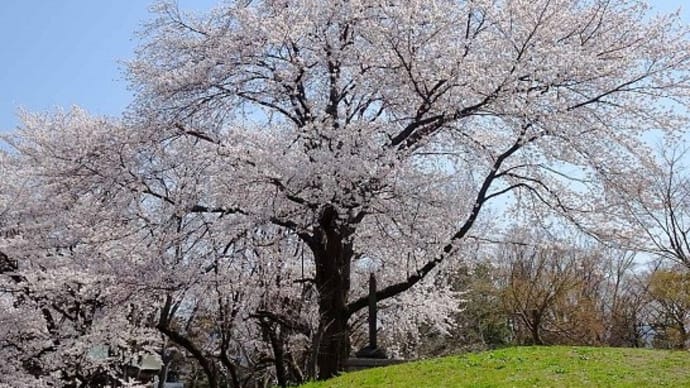桜花見 2023(4) 蔵王堂城跡の桜
