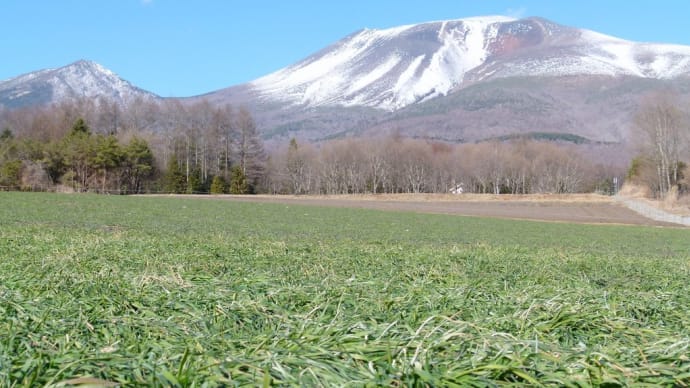 厳冬の浅間山・・・南麓の大日向で・・・なぜか青々とした草が・・・